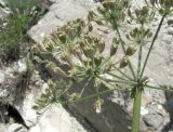 Image of taxon representative. Author is Геннадий Окатов