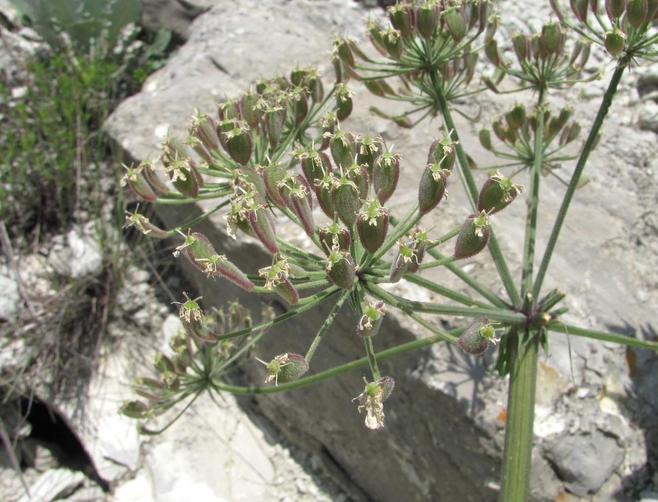 Image of Heracleum grandiflorum specimen.