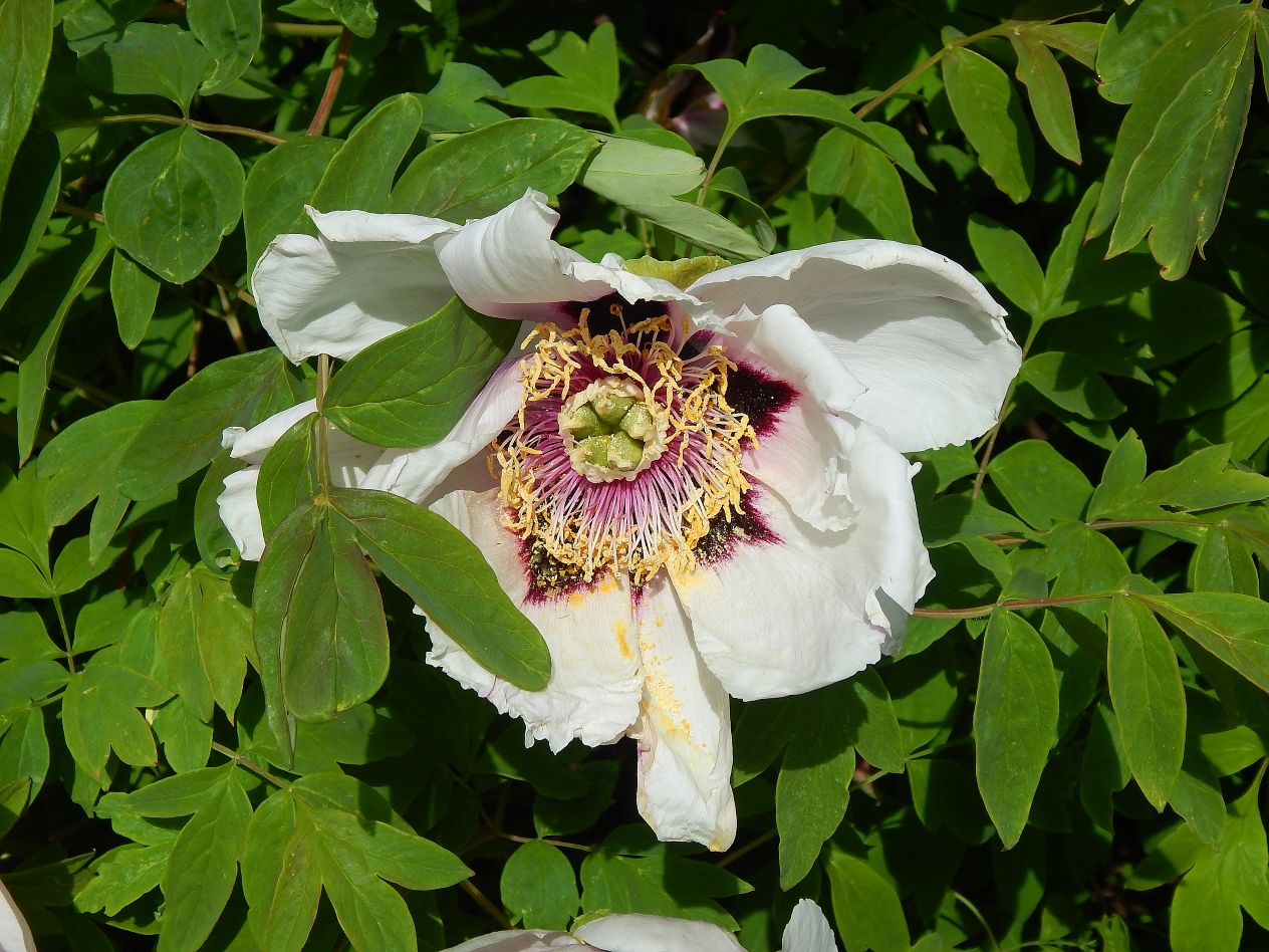 Изображение особи Paeonia suffruticosa.