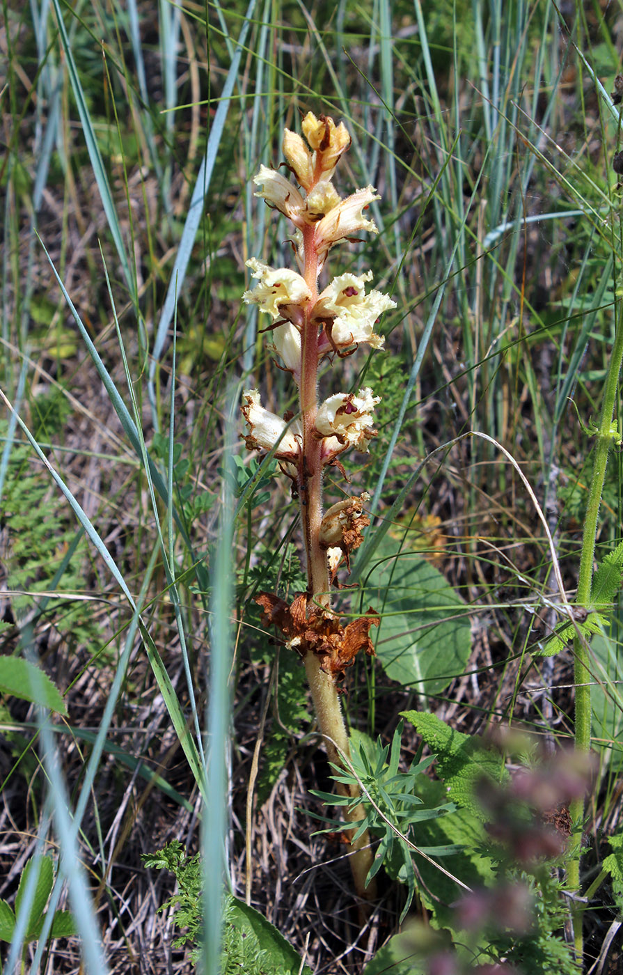 Изображение особи Orobanche alba.