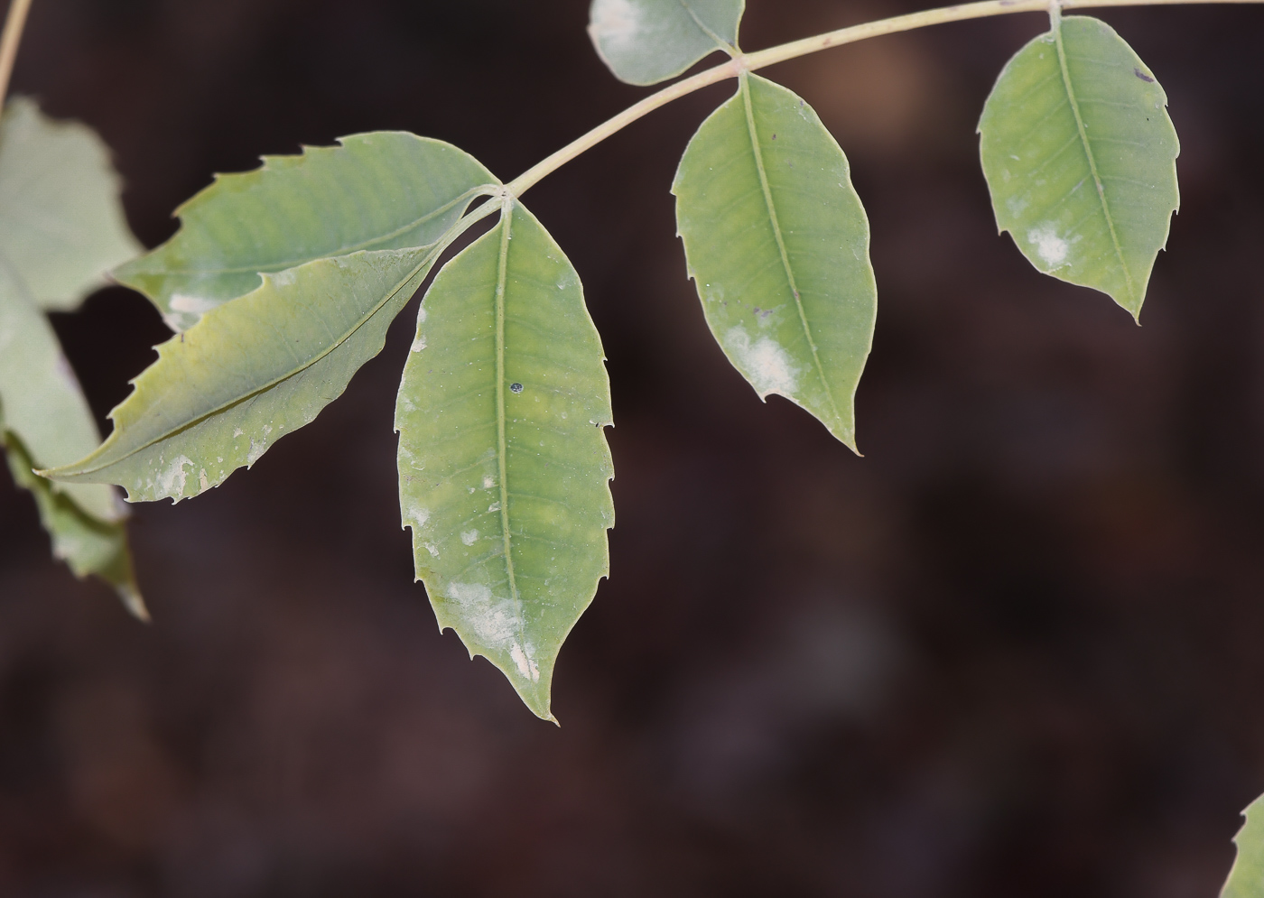 Image of Sclerocarya birrea specimen.