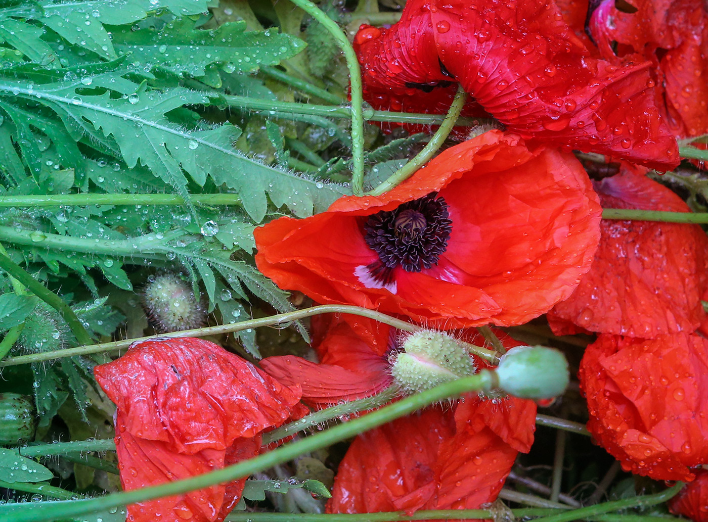 Изображение особи род Papaver.