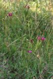 Dianthus armeria. Цветущее растение. Крым, Долгоруковская яйла. 17 июля 2010 г.