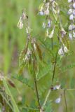 Vicia sylvatica. Соплодия с незрелыми плодами. Ленинградская обл., Гатчинский р-н, окр. дер. Авколево, карьер \"Елизаветино\", суходольный разнотравно-вейниковый луг на склоне. 16.06.2019.