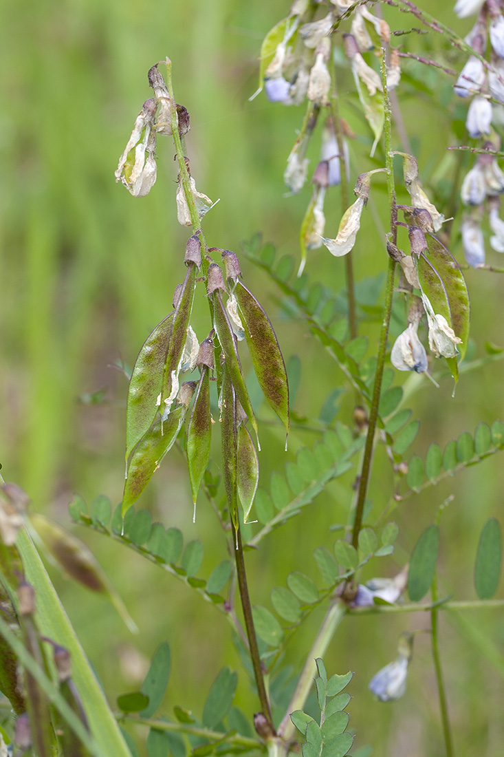 Image of Vicia sylvatica specimen.