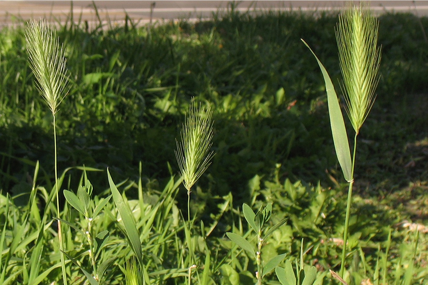 Image of Hordeum murinum specimen.