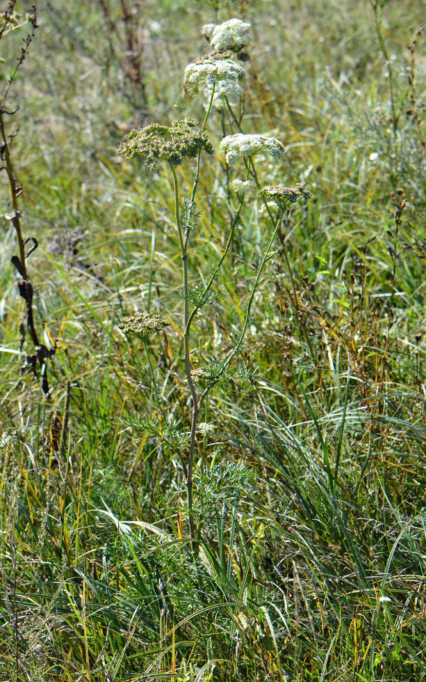 Image of Seseli annuum specimen.