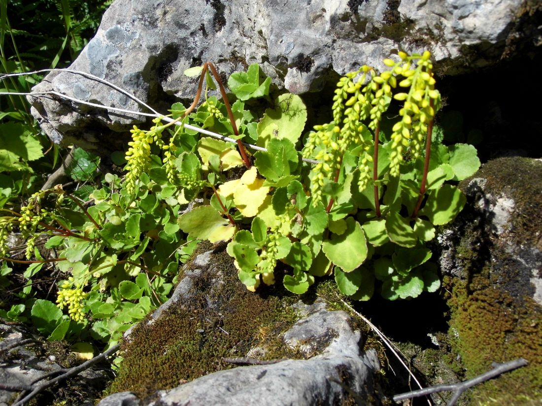 Image of Chiastophyllum oppositifolium specimen.