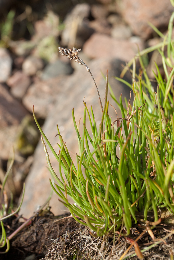 Изображение особи Plantago maritima.