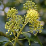 Hedera helix