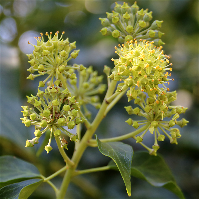 Изображение особи Hedera helix.