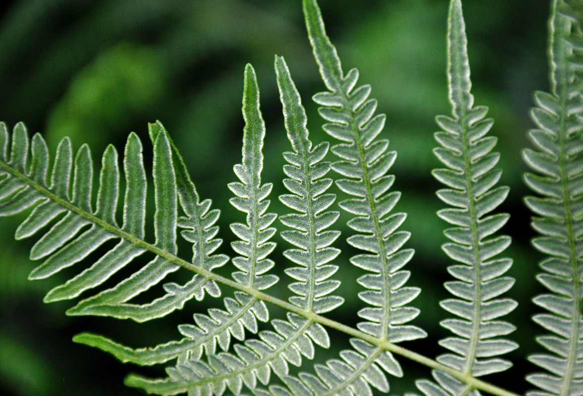 Изображение особи Pteridium aquilinum.