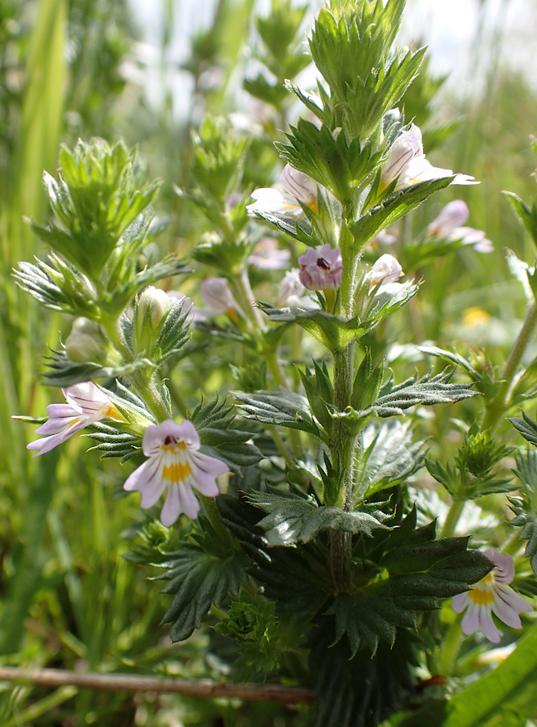 Изображение особи Euphrasia brevipila.