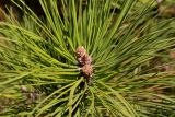 genus Pinus. Макушка ветви с молодыми шишками. Китай, Харбин, Хэйлунцзянский лесной ботанический сад, в культуре. 06.10.2019.