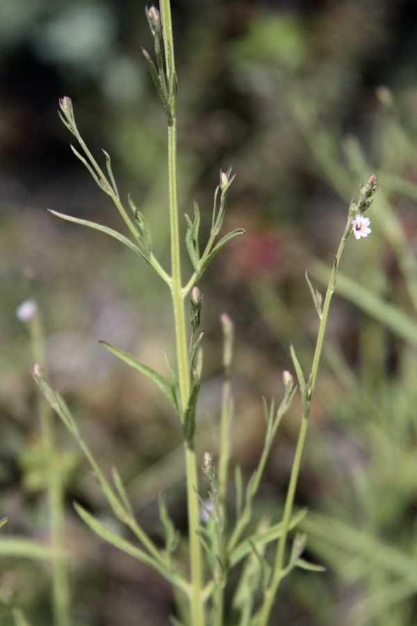 Image of Leptorhabdos parviflora specimen.