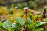 Pyrola incarnata. Растение с бутонами. Среднесибирское плоскогорье, плато Путорана, дол. р. Курейка, сырой берег устья впадающего в реку ручья в лиственничном лесу, затенённый зарослями ольхи и рябины. 19.06.2017.