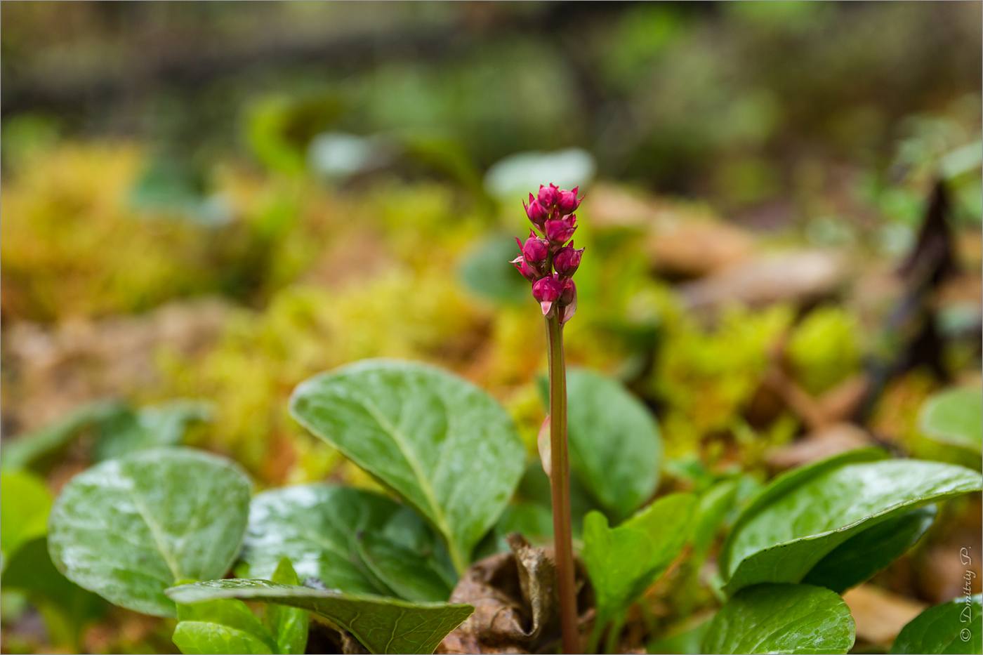 Изображение особи Pyrola incarnata.