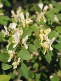 Lonicera nummulariifolia