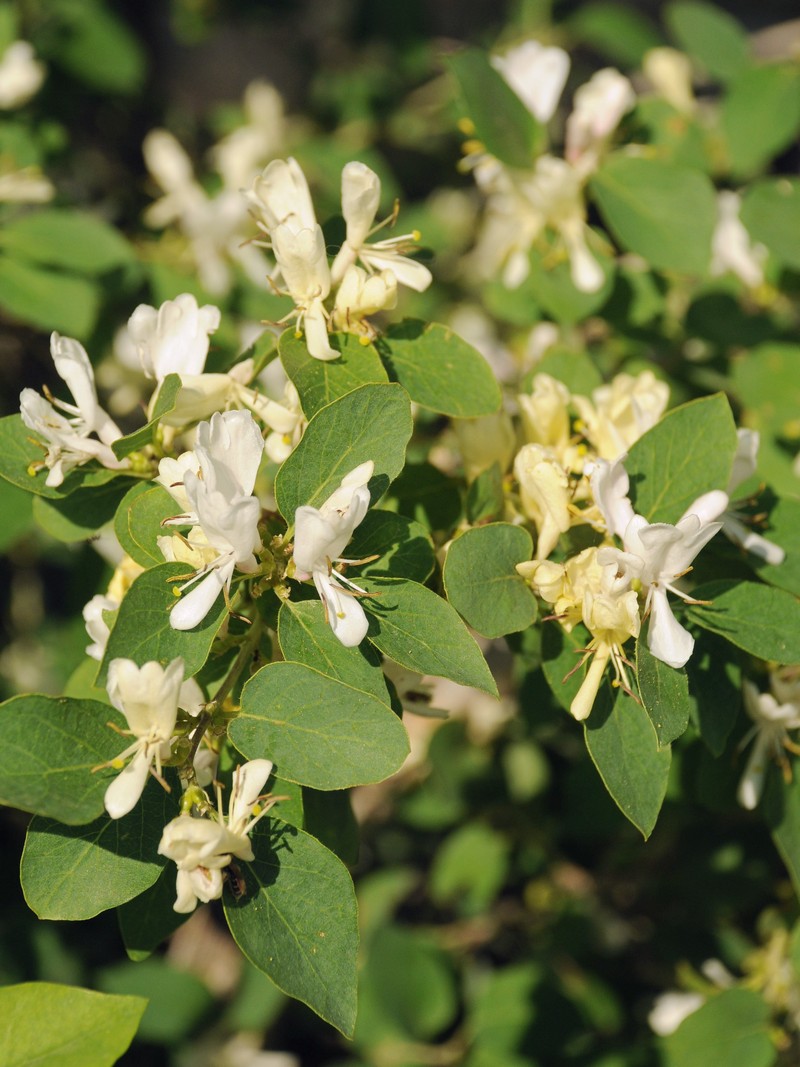 Изображение особи Lonicera nummulariifolia.