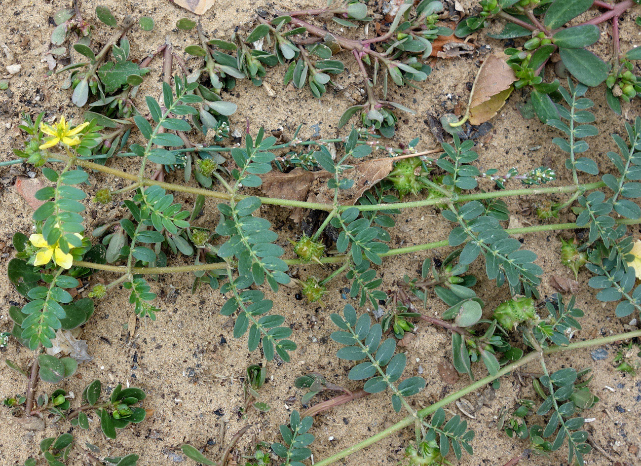 Изображение особи Tribulus terrestris.