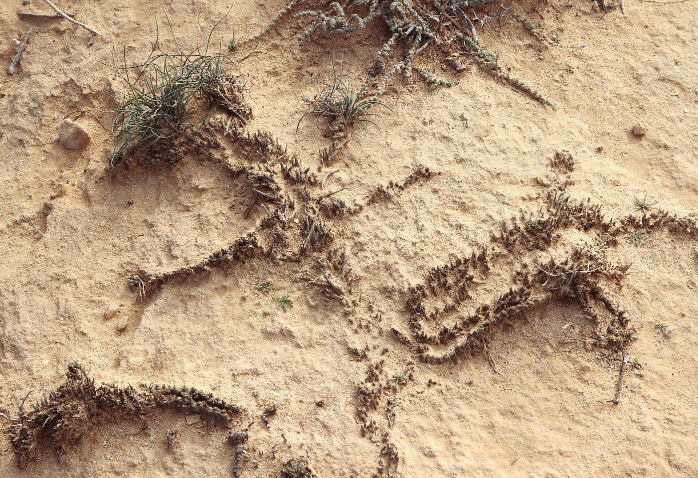 Image of Lygeum spartum specimen.