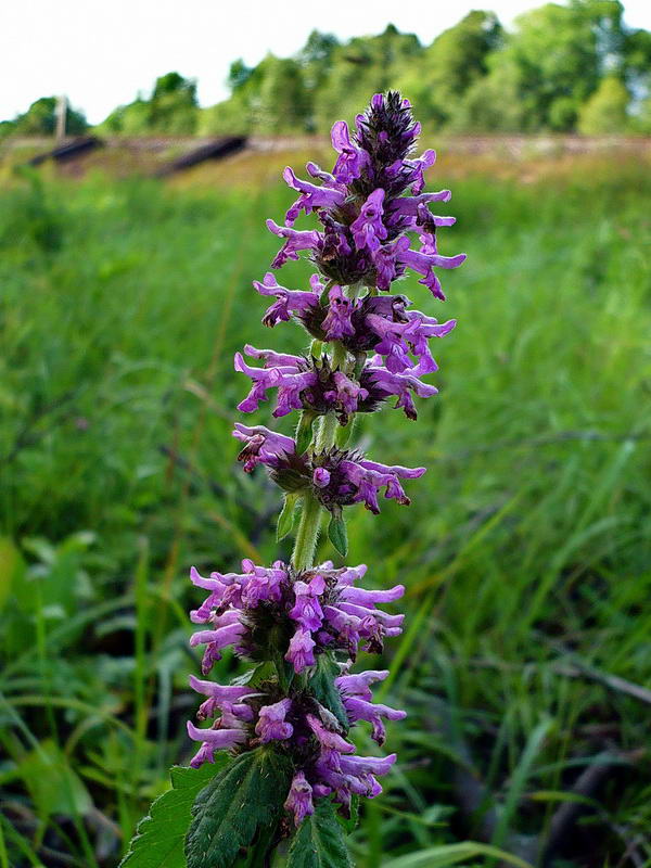 Изображение особи Betonica officinalis.