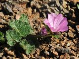 Sidalcea malviflora. Верхушка побега с соцветием. США, Калифорния, Сан-Франциско, на склоне горы, возле смотровой площадки. 15.02.2017.