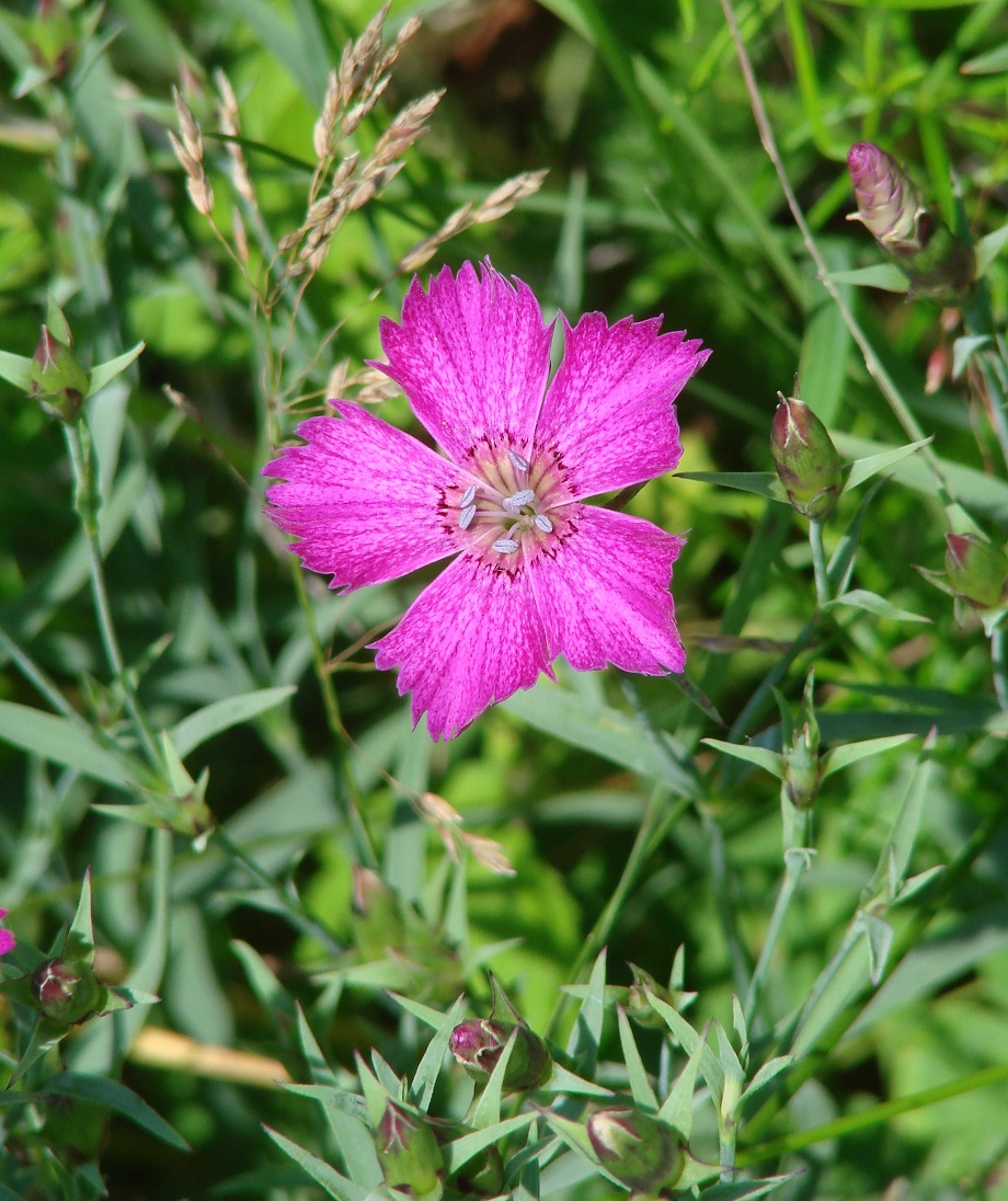 Image of Dianthus versicolor specimen.