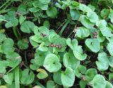 Maianthemum dilatatum