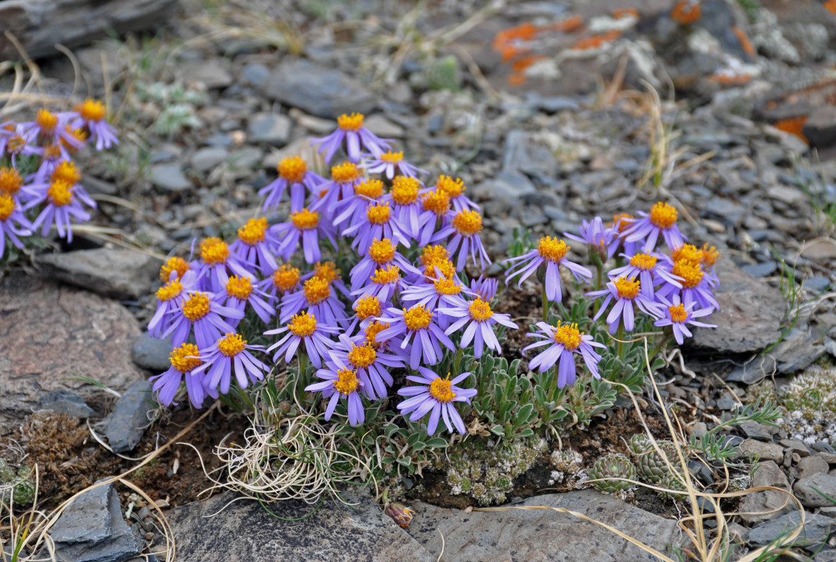 Image of Rhinactinidia eremophila specimen.