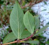 Lonicera altaica. Листья. Украина, г. Львов, дендропарк НЛТУ, экспозиция кустарников, в культуре. 05.01.2020.