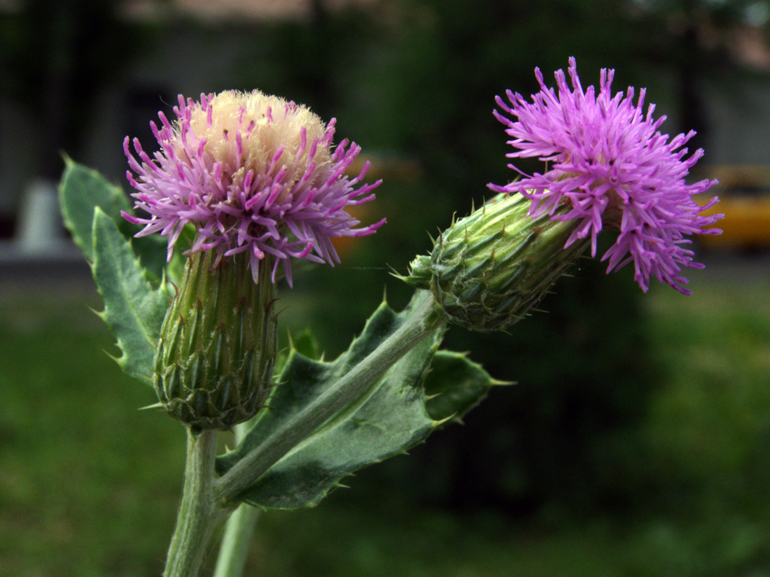 Image of Cirsium ochrolepideum specimen.