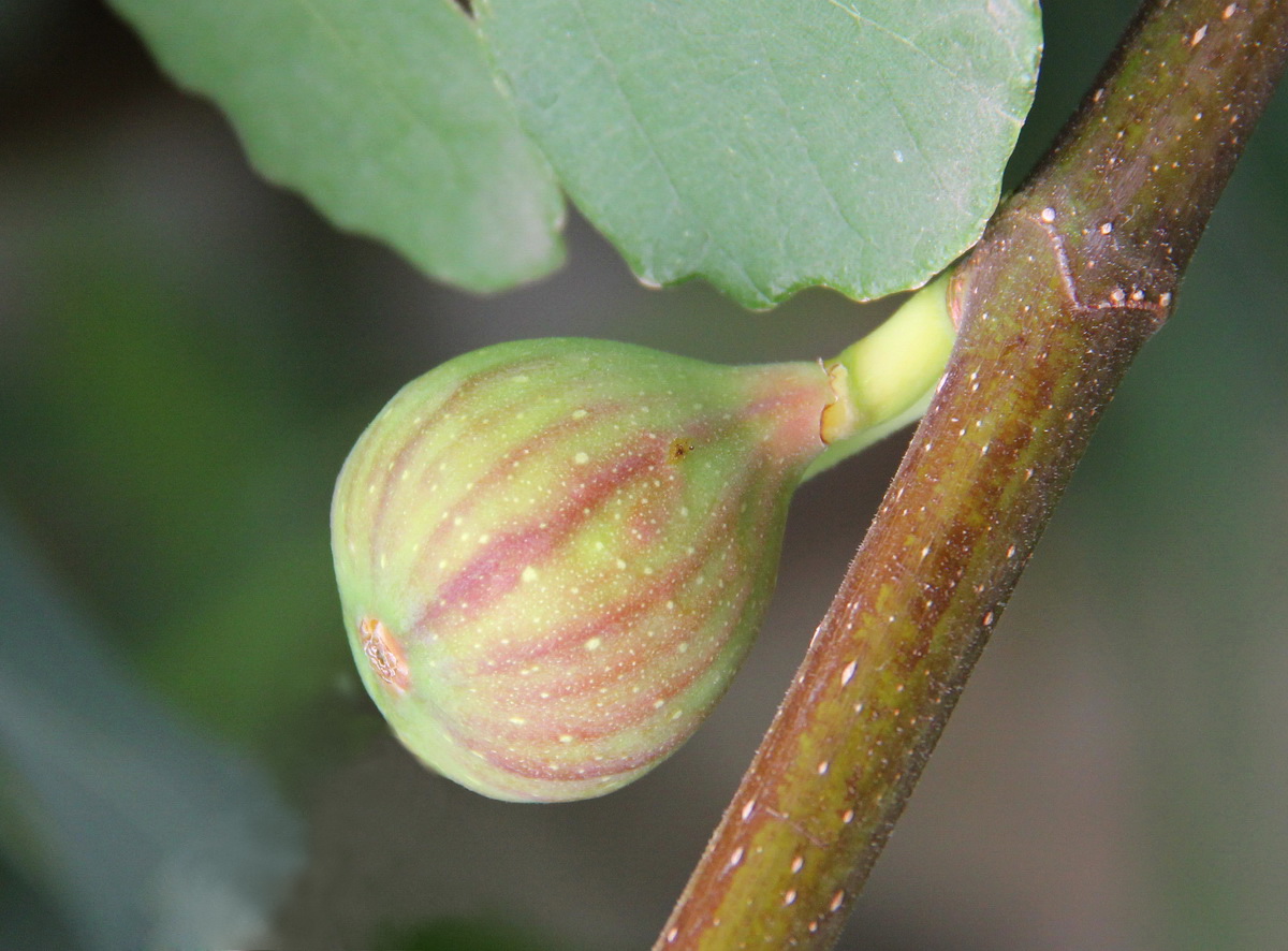 Изображение особи Ficus carica.