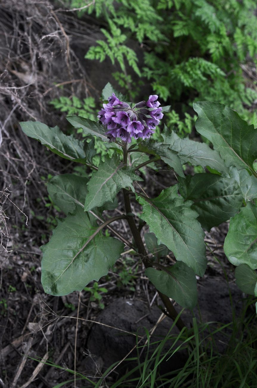 Изображение особи Physochlaina orientalis.