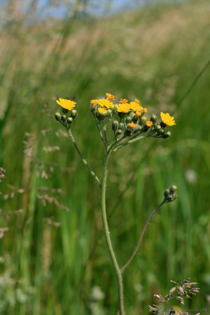 Image of Pilosella × floribunda specimen.