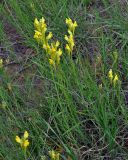 Linaria vulgaris