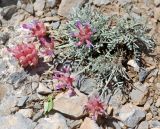 Astragalus pseudonobilis