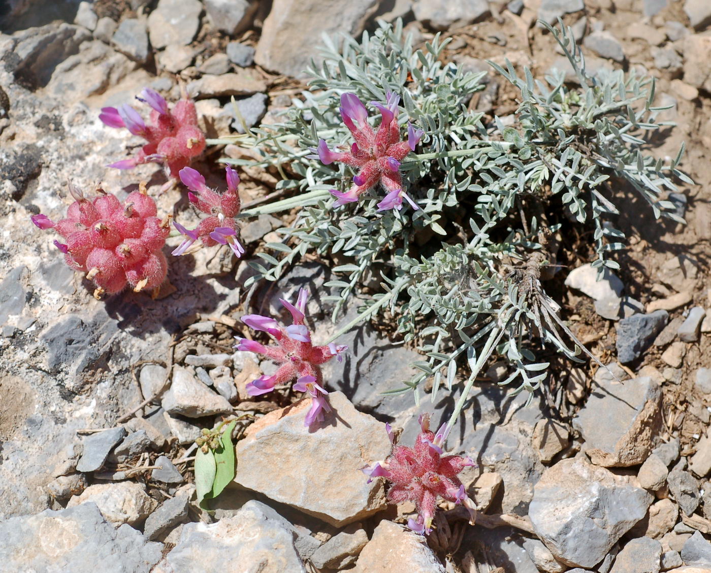 Image of Astragalus pseudonobilis specimen.
