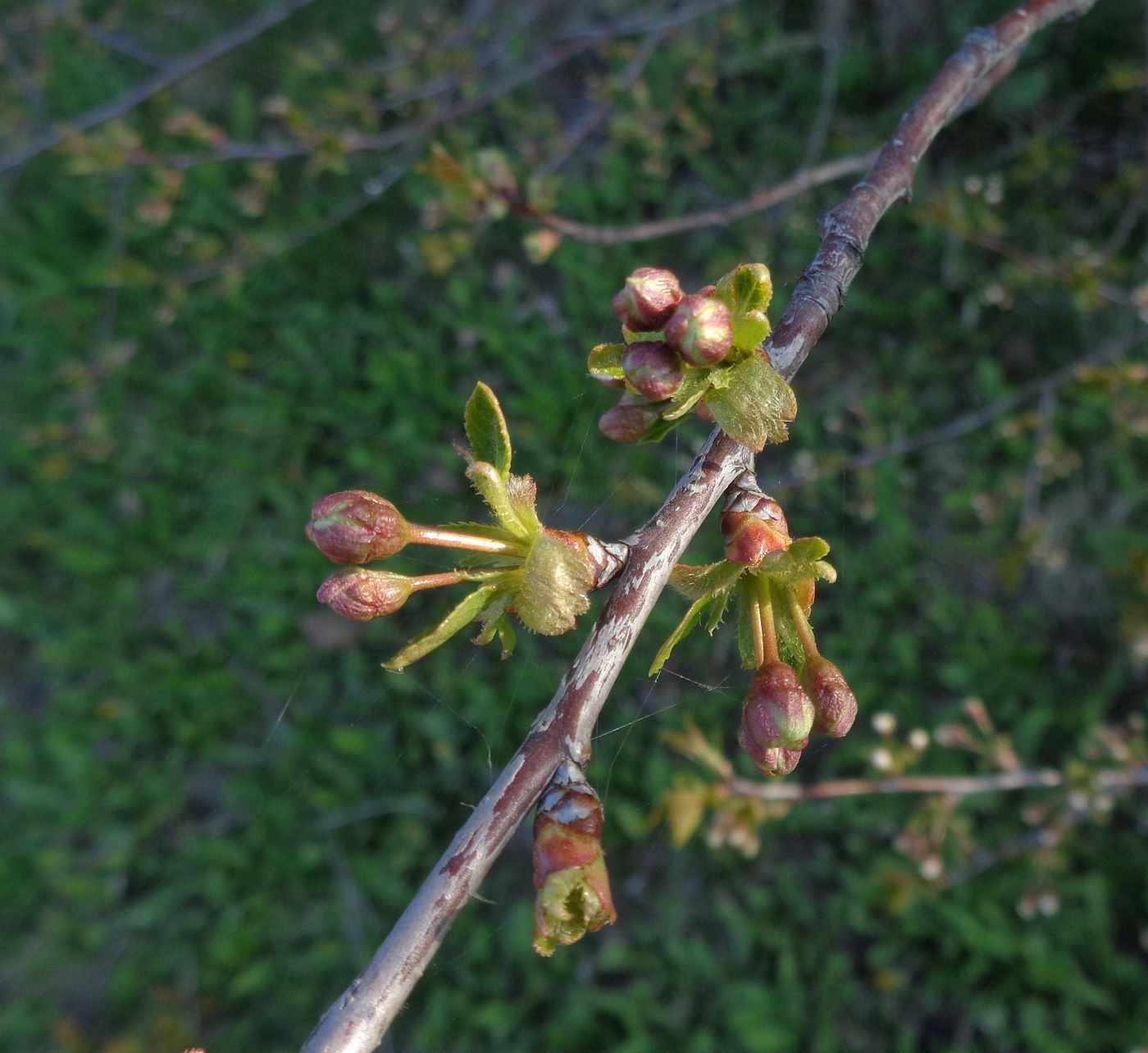 Изображение особи Cerasus vulgaris.