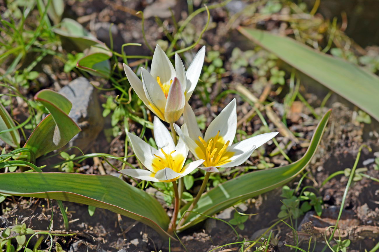 Image of Tulipa orthopoda specimen.