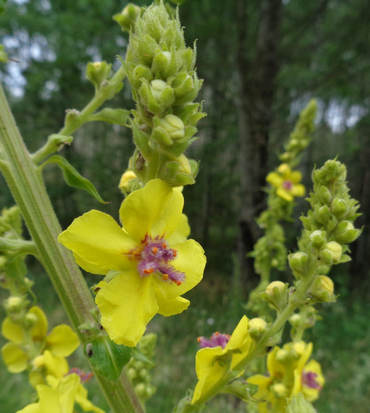 Image of Verbascum marschallianum specimen.