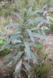 Chamaenerion angustifolium. Растение с многочисленными пазушными мелколистными побегами. Архангельская обл., Приморский р-н, ур. Куртяево, у дороги. 21.08.2010.