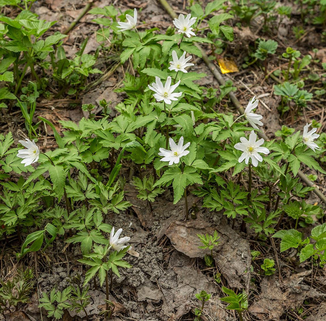 Изображение особи Anemone altaica.