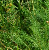 Achillea millefolium