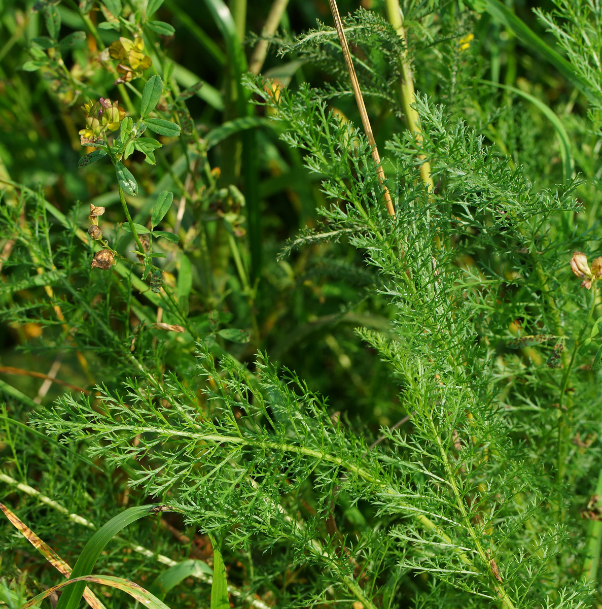 Image of Achillea millefolium specimen.