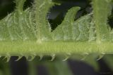 Dipsacus laciniatus