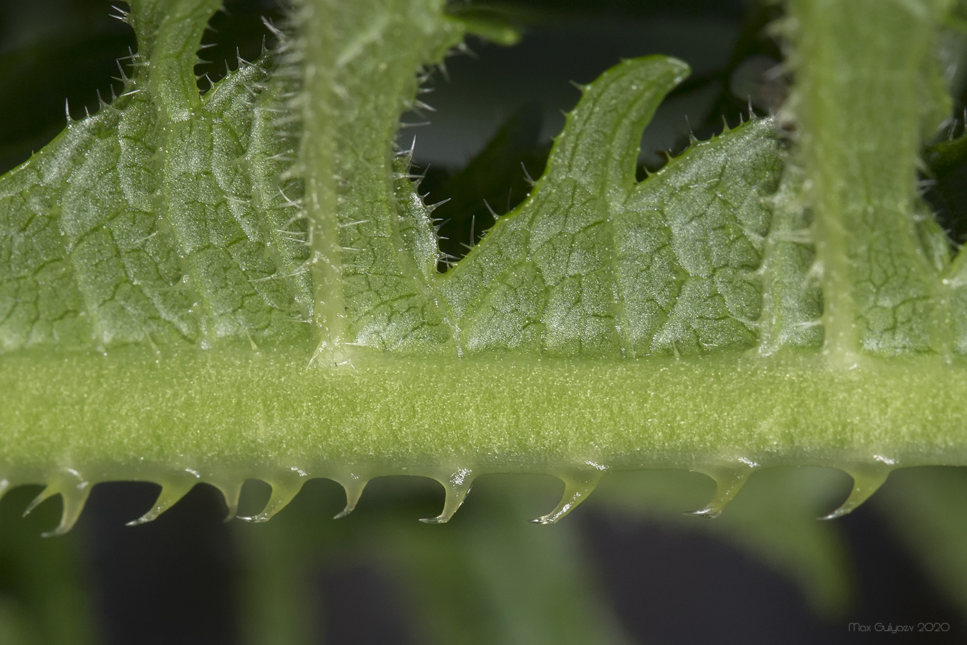 Изображение особи Dipsacus laciniatus.