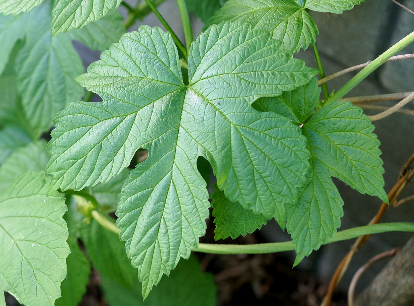 Изображение особи Humulus lupulus.