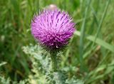 genus Carduus. Соцветие. Хабаровский край, пгт Ванино, южная окраина, обочина дороги. 19.07.2019.