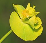 Euphorbia lucida